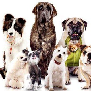 Telegram profile photo for Собаки та кішки | Dogs and Cats
