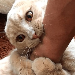 Telegram profile photo for КусьДев