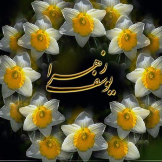 Telegram profile photo for شمیم گل نرگس