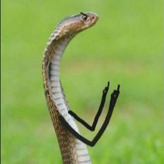 Telegram group profile photo for Python with ahillary