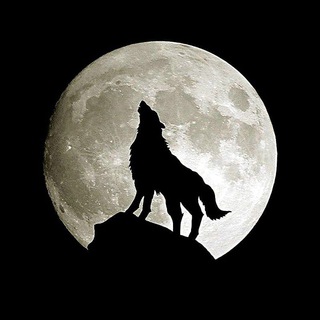 Telegram profile photo for X-SOLO