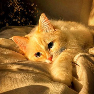 Telegram profile photo for ๐
๐๐๐๐๐ก๐ฆ