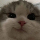 Telegram profile photo for 💗Тут только те которые за животных горой! 💗