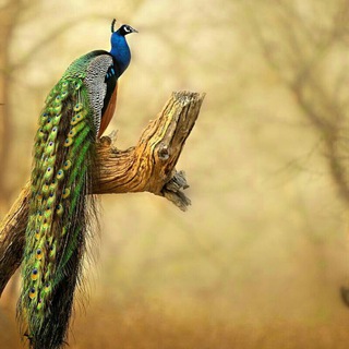 Telegram profile photo for بهار