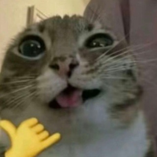 Telegram profile photo for SHIKIKHIKA