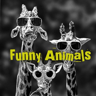 Telegram profile photo for π FUNNY ANIMALSβ’οΈ π