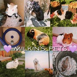 Telegram profile photo for 𝐌𝐈𝐋𝐊𝐈𝐍'𝐒_𝐏𝐄𝐓𝐒 💜