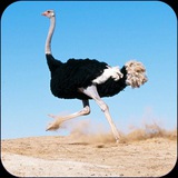 Telegram profile photo for پرورش شترمرغ