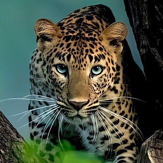 Telegram profile photo for 💛 Жизнь в картинках 💛