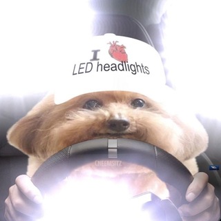 Telegram profile photo for Goy Posting
