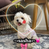 Telegram profile photo for ~•𝐬𝐚𝐬𝐡𝐚•~💓