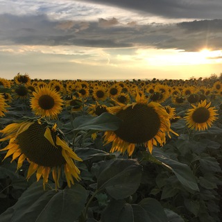 Telegram profile photo for С понедельника начну…