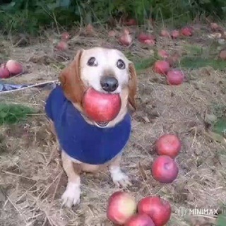 Telegram profile photo for Ой что это... ХЛЕБ🍞