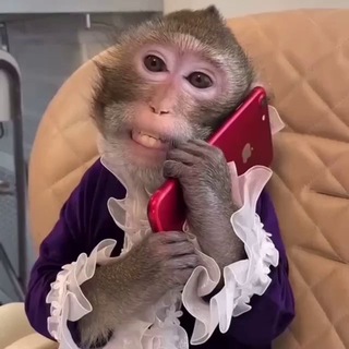 Telegram profile photo for фони с монке