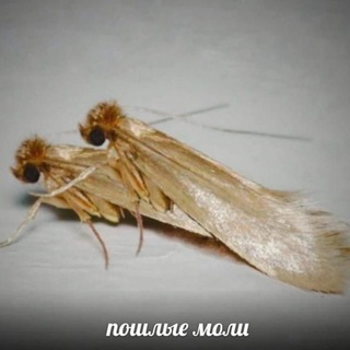 Telegram profile photo for Админ баба