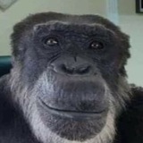 Telegram profile photo for атчим