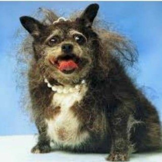 Telegram profile photo for Дохла псіна🐕