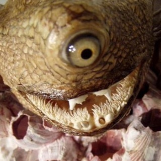 Telegram profile photo for Страшные истории. Horror