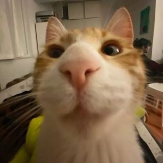 Telegram profile photo for fif4