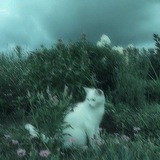 Telegram profile photo for Diako challenge