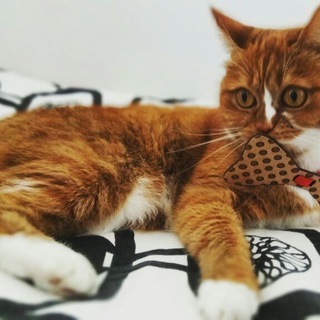 Telegram profile photo for RedditCats