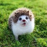 Telegram profile photo for 😂🍳 Юмор кулинара