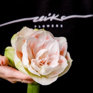 Telegram profile photo for LEIKA FLOWERS