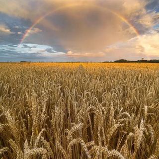 Telegram profile photo for 🤎детская одежда🤎