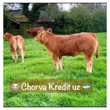 Telegram profile photo for Chorva_kredit.uz