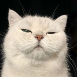 Telegram profile photo for π₯