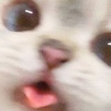 Telegram profile photo for ミ💖 Животные, которые любят 💖彡