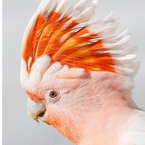 Telegram profile photo for irparrots