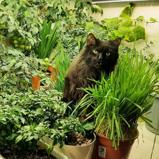 Telegram profile photo for Нихао! Жизнь кота и стеллажа