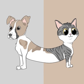 Telegram group profile photo for Project DogCat