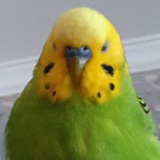 Telegram profile photo for Папуг