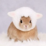 Telegram profile photo for ⩩ › WINS ﹠