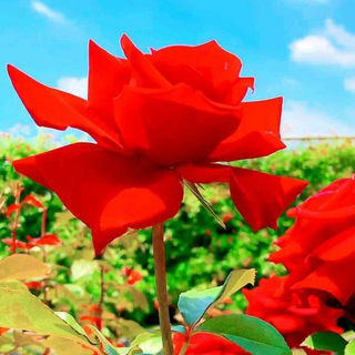 Telegram profile photo for AE520免费翻墙节点搜索