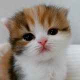 Telegram profile photo for Лёша, который хотел техать