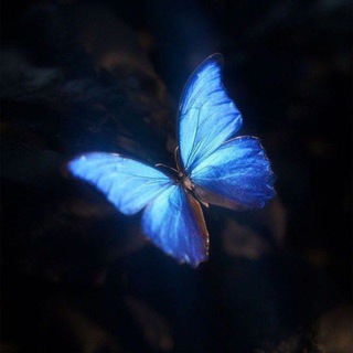 Telegram profile photo for ʊռӄռօառ・