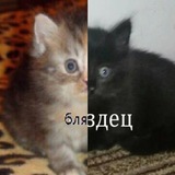 Telegram profile photo for (не)полыхающая кошка