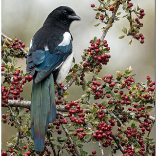 Telegram profile photo for Mary's ornithology