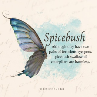Telegram profile photo for Spicebush.