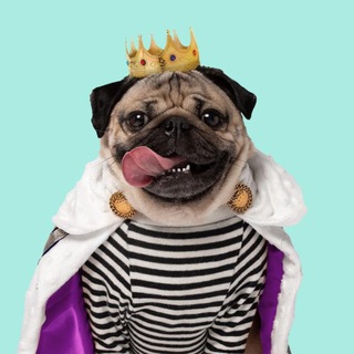 Telegram profile photo for Doug The Pug