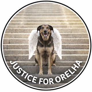 Telegram group profile photo for Orelha CTO