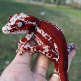 Telegram profile photo for Красная ящерка🌹
