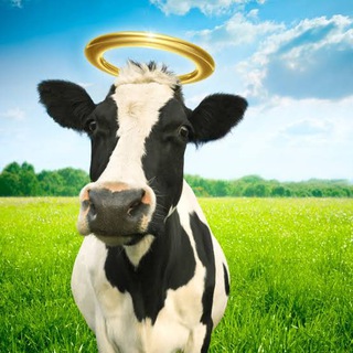Telegram profile photo for Holy Cow Calls π