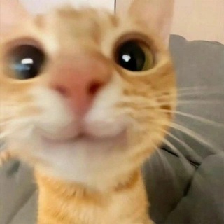 Telegram profile photo for Дитт (Забарш)