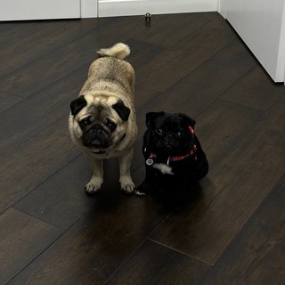 Telegram profile photo for DOUBLEDOG COMMUNITY Chat
