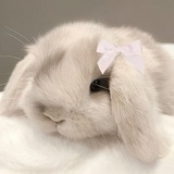Telegram profile photo for Оценки жюри
