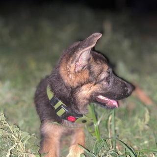 Telegram profile photo for Gsd-Ivy🇩🇪